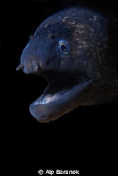 Taken @ Karaburun/Izmir. If you want to take morray eel s... by Alp Baranok 